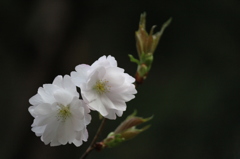 牡丹桜