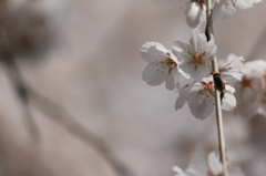 段部のしだれ桜