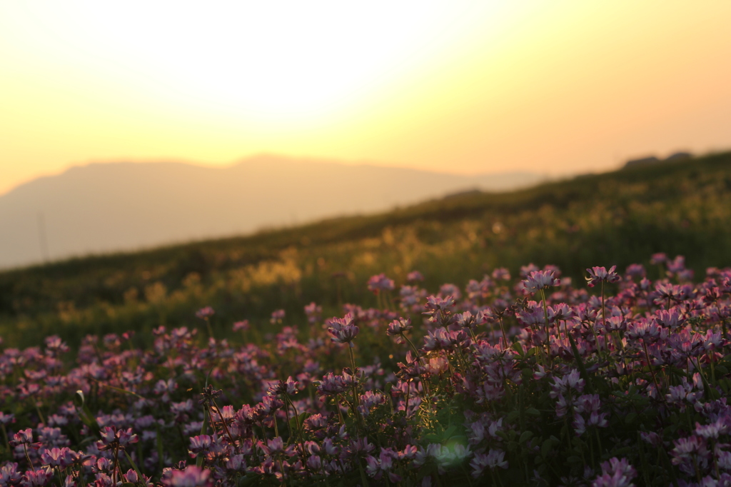 れんげと夕日