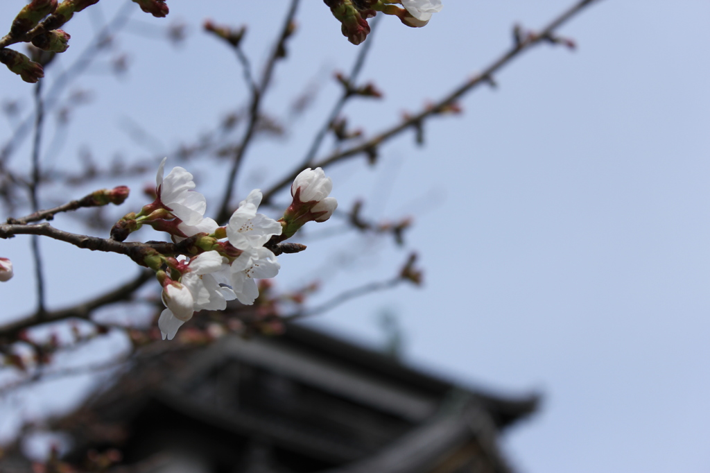城の桜