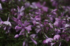 うちの芝桜