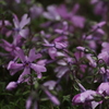 うちの芝桜