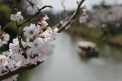 堀川遊覧船の桜