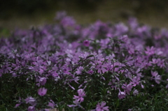 芝桜