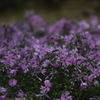 芝桜