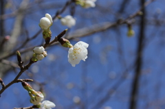 桜咲く