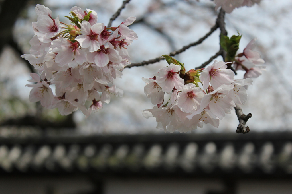 桜と和