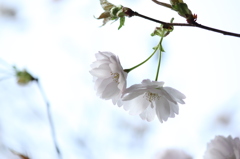 ぼたん桜