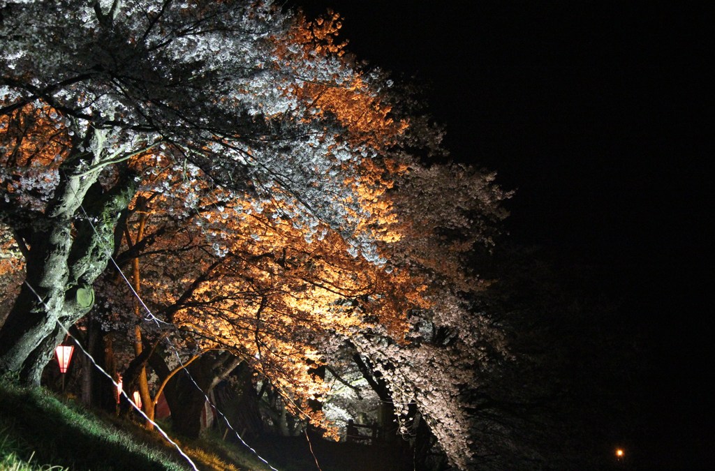 木次の夜桜