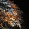 木次の夜桜