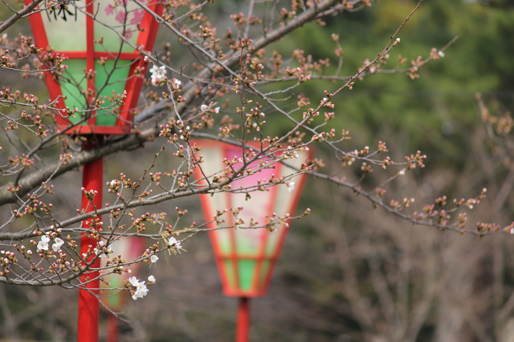 初桜