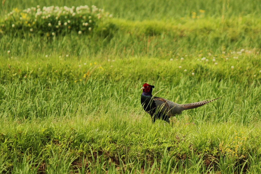 日本の鳥