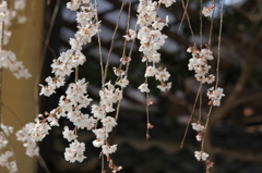 段部のしだれ桜