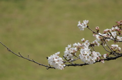 さくら衣