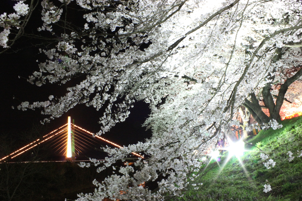 斐伊川堤防桜並木