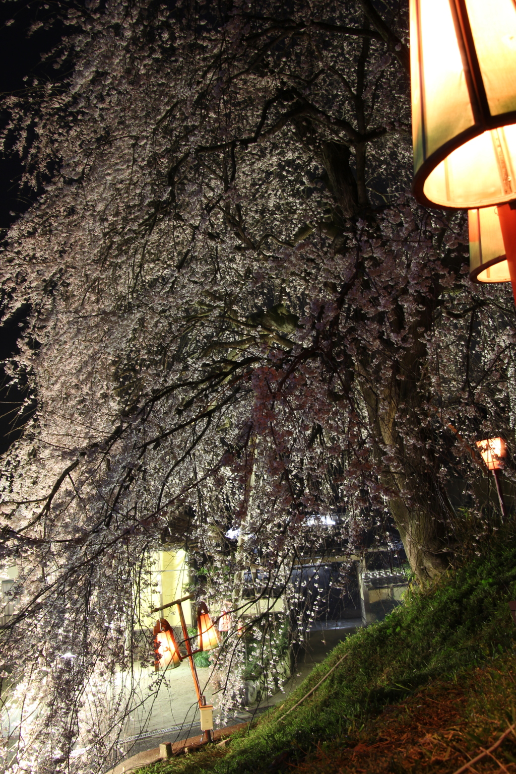 段部のしだれ桜