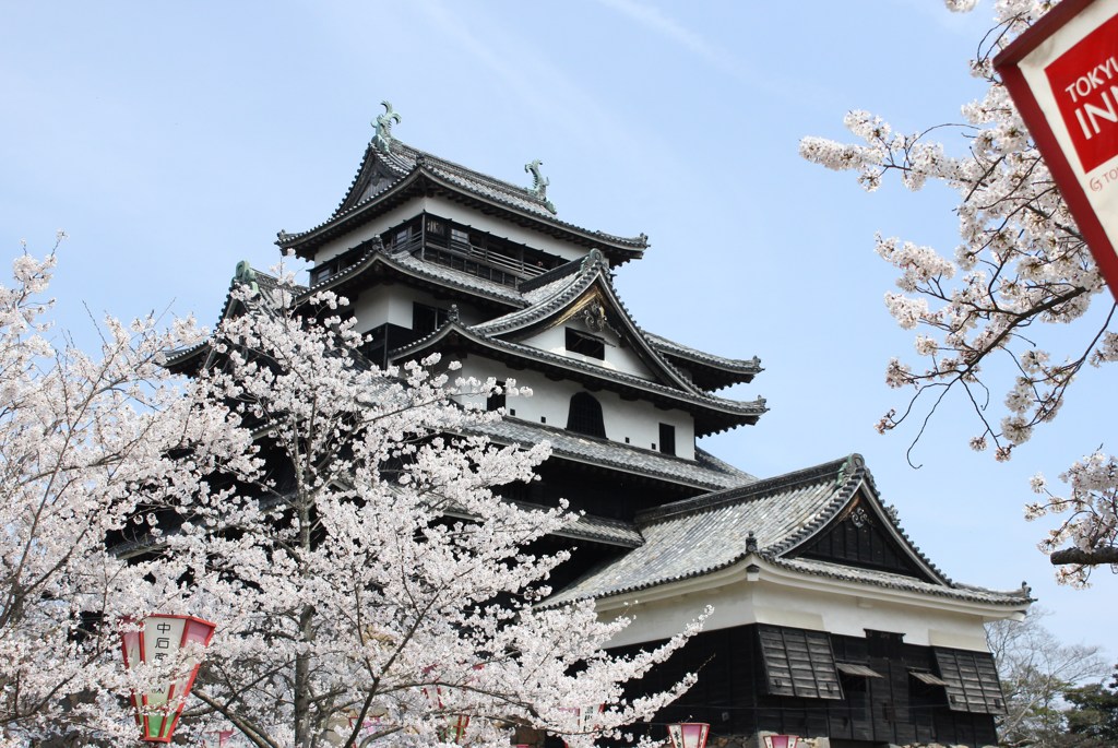 松江城桜