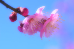 やっと咲きました