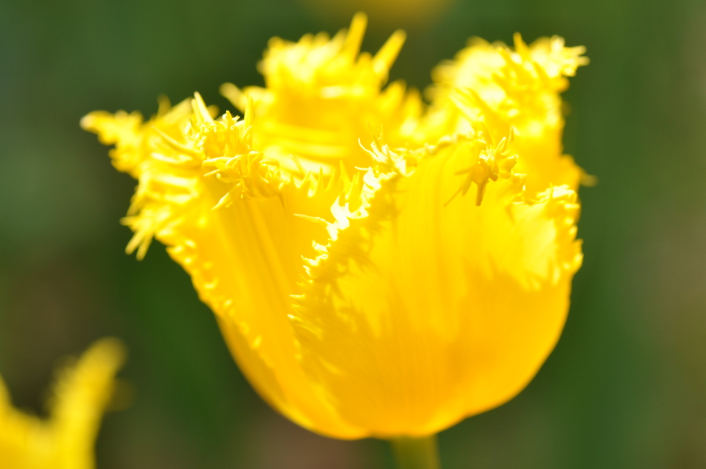 Yellow フリル　