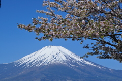 桜の帽子