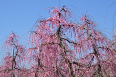 春爛漫