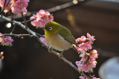 春のおとづれ