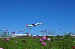 飛行機とお花畑