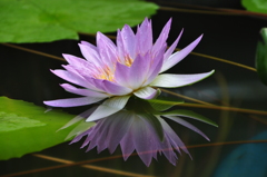 清純