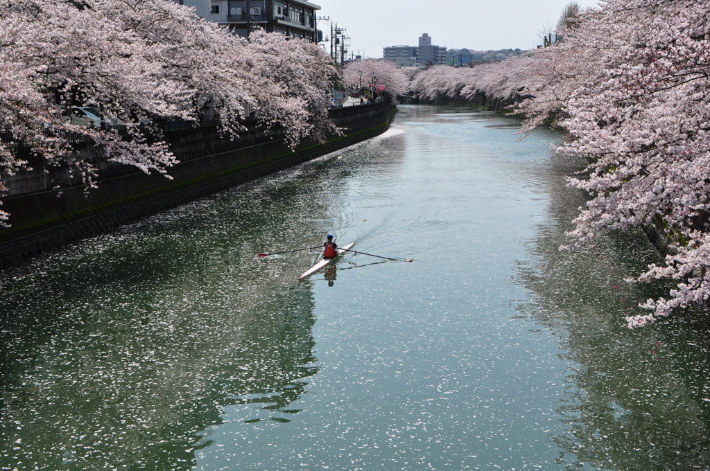 桜　ひとり占め