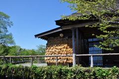 陽だまり