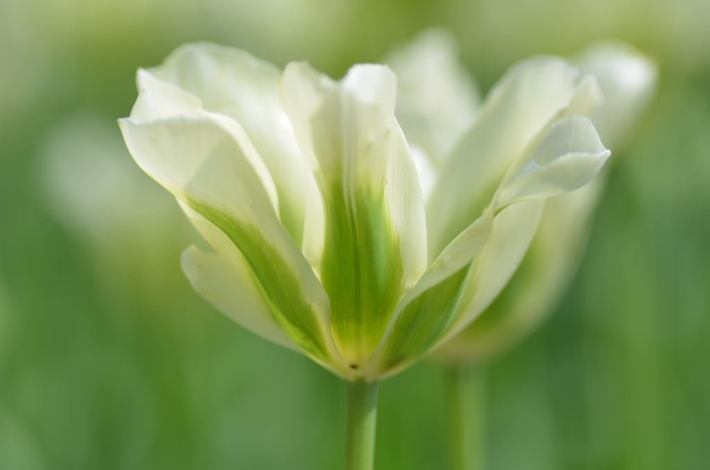 White&Green
