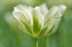 White&Green