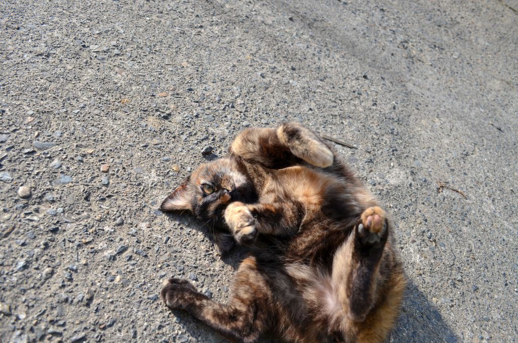 にゃん