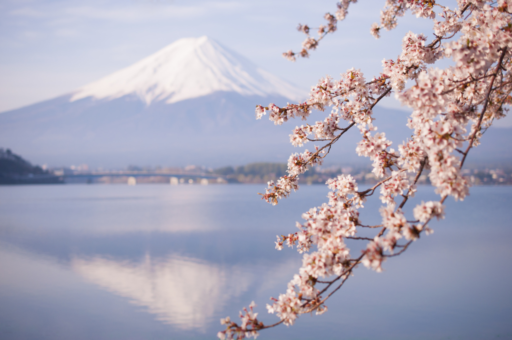 さくら富士