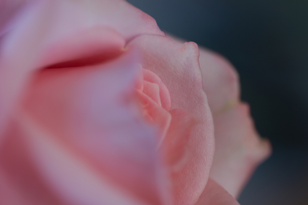 花びら