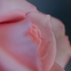 花びら