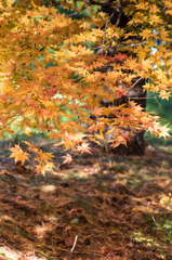 秋の陽だまり