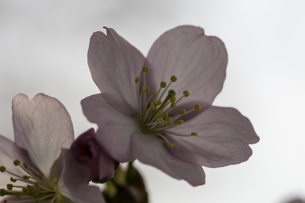 蝦夷山桜-2