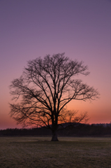 ハルニレの夕景