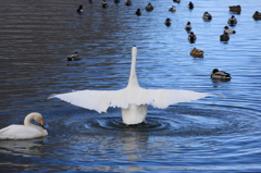 白鳥立ち泳ぎ1