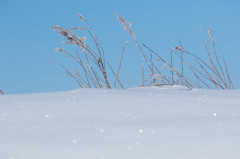 雪原の輝き