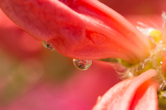 雫の花畑
