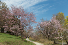 二人の桜