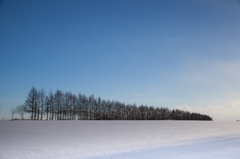 雪原の樹木たち