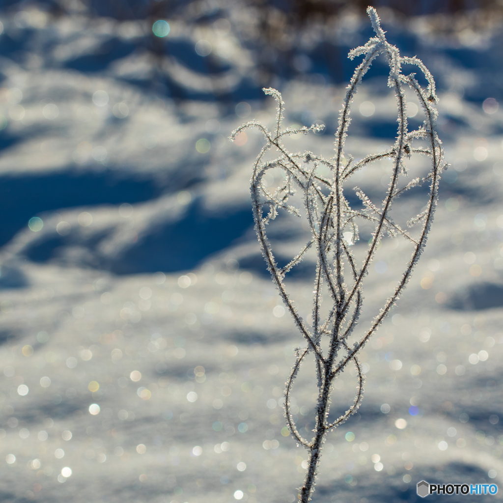 色づく雪の顔