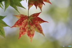 小さい秋見つけた