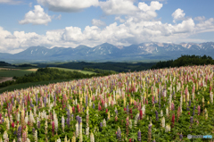 広大な花壇