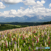 広大な花壇