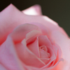 開花