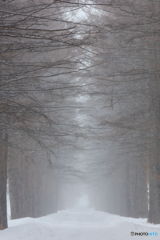 粉雪に霞む-2